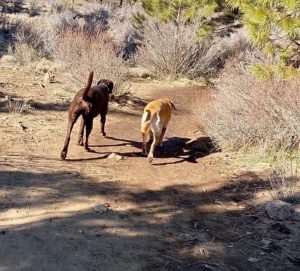 Dogs in Bend at Good Dog!